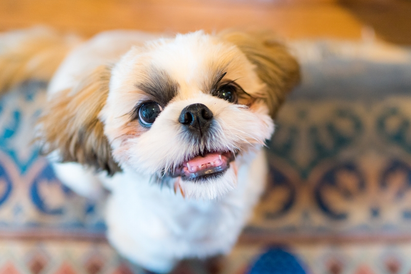 犬との記念写真なら口コミで広まっている出張撮影タイプの写真スタジオ「ペットショット」にお任せdog-photo-0110
