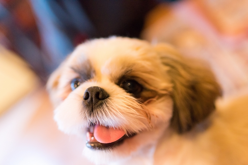犬との記念写真なら口コミで広まっている出張撮影タイプの写真スタジオ「ペットショット」にお任せdog-photo-0200