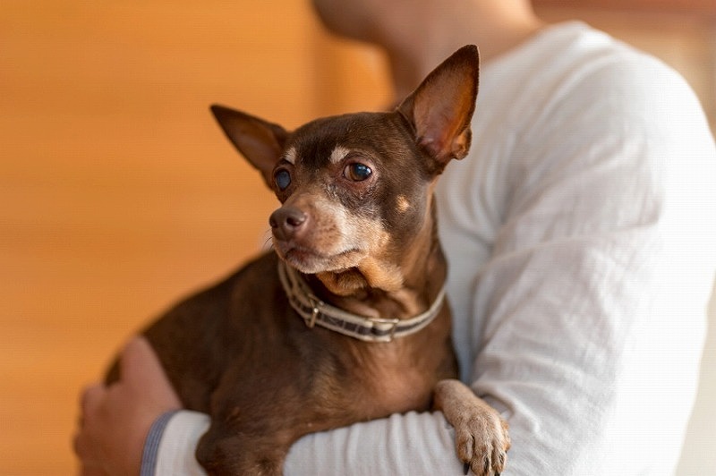 犬と一緒に記念写真を撮影できる出張タイプの写真スタジオ【ペットショット】dog-photo-0031