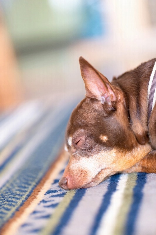 犬と一緒に記念写真を撮影できる出張タイプの写真スタジオ【ペットショット】dog-photo-0038