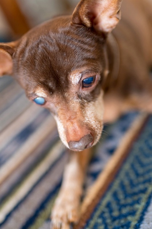 犬と一緒に記念写真を撮影できる出張タイプの写真スタジオ【ペットショット】dog-photo-0039