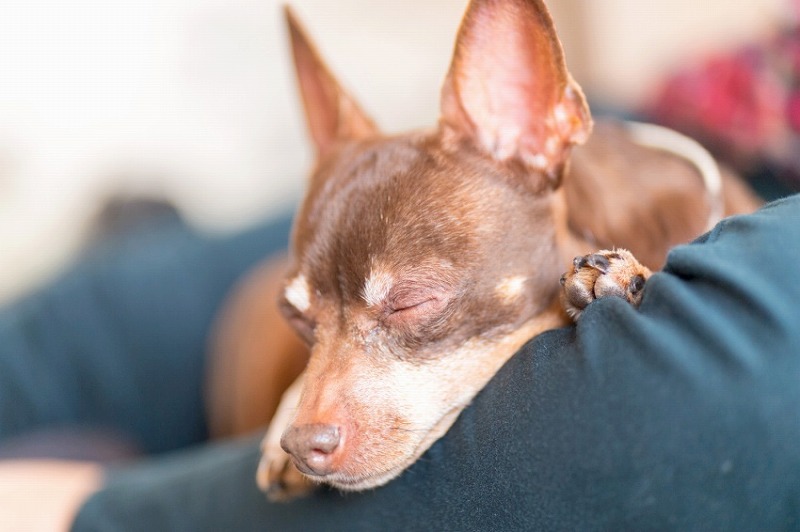 犬と一緒に記念写真を撮影できる出張タイプの写真スタジオ【ペットショット】dog-photo-0044