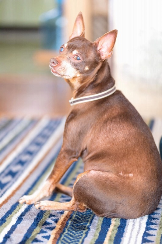 犬と一緒に記念写真を撮影できる出張タイプの写真スタジオ【ペットショット】dog-photo-0049
