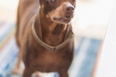 犬と一緒に記念写真を撮影できる出張タイプの写真スタジオ【ペットショット】dog-photo-0033