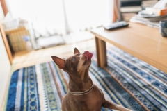 犬と一緒に記念写真を撮影できる出張タイプの写真スタジオ【ペットショット】dog-photo-0035