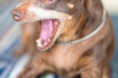 犬と一緒に記念写真を撮影できる出張タイプの写真スタジオ【ペットショット】dog-photo-0037