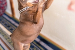 犬と一緒に記念写真を撮影できる出張タイプの写真スタジオ【ペットショット】dog-photo-0043