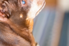 犬と一緒に記念写真を撮影できる出張タイプの写真スタジオ【ペットショット】dog-photo-0050
