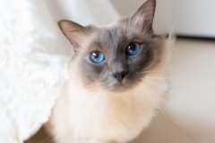 猫と一緒に記念写真を撮影できる出張タイプの写真スタジオ【ペットショット】cat-photo018